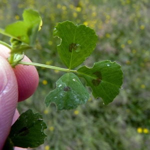 Photographie n°155761 du taxon Medicago arabica (L.) Huds. [1762]