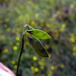 Photographie n°155766 du taxon Vicia hirsuta (L.) Gray [1821]