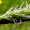  Emmanuel Stratmains - Carex hirta L. [1753]