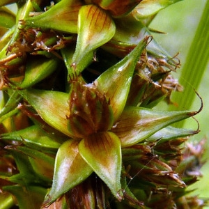 Carex glomerata Bubani (Laiche des renards)