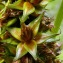  Emmanuel Stratmains - Carex vulpina L. [1753]