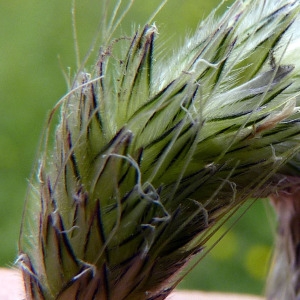 Alopecurus pratensis var. glaucus Celak. (Vulpin des prés)