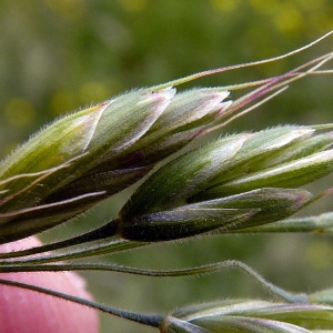 Photographie n°155773 du taxon Bromus hordeaceus subsp. hordeaceus