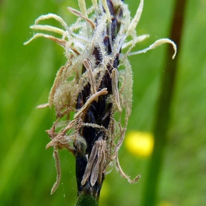 Photographie n°155776 du taxon Eleocharis palustris (L.) Roem. & Schult. [1817]