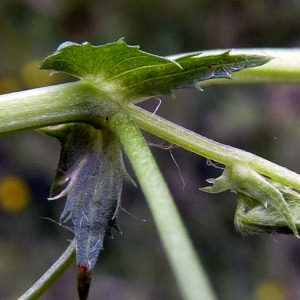 Photographie n°155777 du taxon Medicago arabica (L.) Huds. [1762]