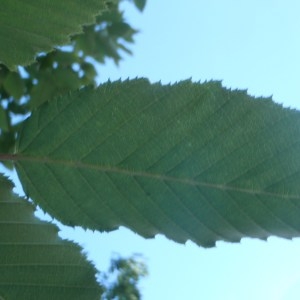 Photographie n°155795 du taxon Carpinus betulus L. [1753]