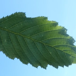 Photographie n°155796 du taxon Carpinus betulus L. [1753]