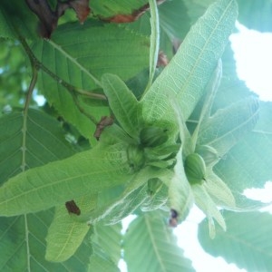 Photographie n°155797 du taxon Carpinus betulus L. [1753]