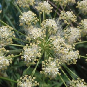 Heracleum sp.