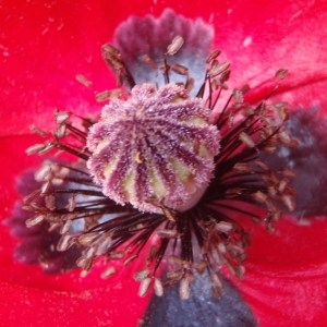 Photographie n°155814 du taxon Papaver rhoeas L.