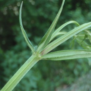 Photographie n°155846 du taxon Galium palustre L. [1753]