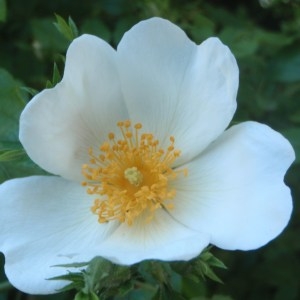 Rosa corymbifera Borkh. (Églantier en corymbe)