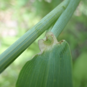 Photographie n°155854 du taxon Hordeum vulgare L. [1753]