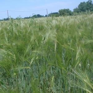 Photographie n°155855 du taxon Hordeum vulgare L. [1753]