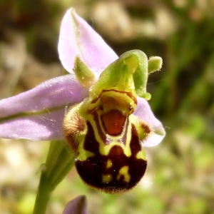 Photographie n°155856 du taxon Ophrys apifera Huds. [1762]