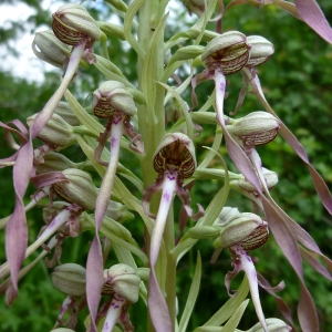 Photographie n°155859 du taxon Himantoglossum hircinum (L.) Spreng. [1826]