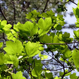 Photographie n°155871 du taxon Acer opalus Mill. [1768]