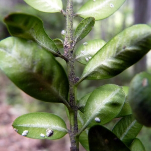 Photographie n°155885 du taxon Buxus balearica Lam. [1783]