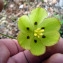  Emmanuel Stratmains - Fritillaria involucrata All.