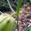  Emmanuel Stratmains - Fritillaria involucrata All.