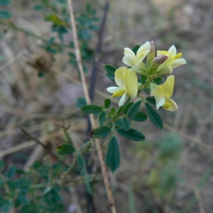 Photographie n°156055 du taxon Medicago sativa subsp. falcata (L.) Arcang. [1882]
