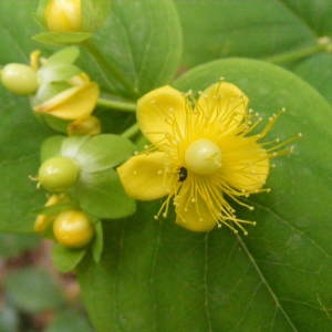 Hypericum floridum Salisb. (Androsème)