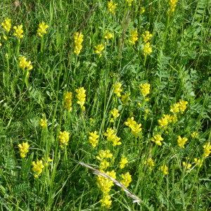 Photographie n°156122 du taxon Genista sagittalis L. [1753]
