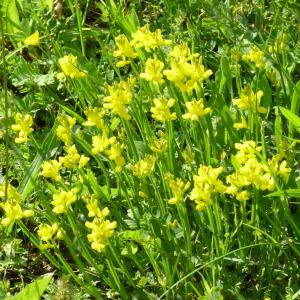 Photographie n°156123 du taxon Genista sagittalis L. [1753]