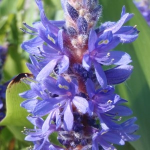 Pontederia cordata L. (Pontédérie à feuilles cordées)