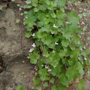  - Cymbalaria muralis f. muralis