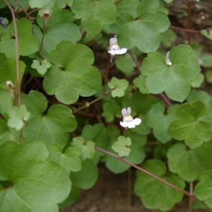  - Cymbalaria muralis f. muralis