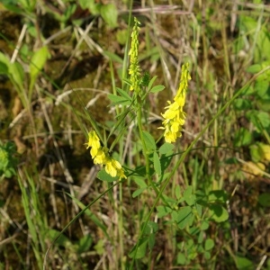 Photographie n°156170 du taxon Melilotus officinalis (L.) Lam. [1779]