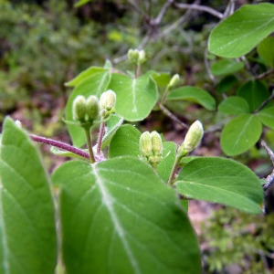 Photographie n°156231 du taxon Lonicera xylosteum L. [1753]