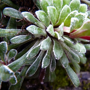 Photographie n°156235 du taxon Saxifraga callosa Sm. [1791]