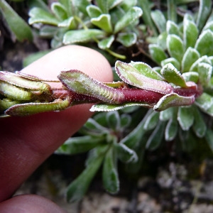  - Saxifraga callosa Sm. [1791]