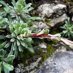 Photographie n°156240 du taxon Saxifraga callosa Sm. [1791]