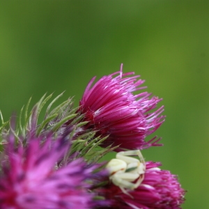 Photographie n°156266 du taxon Carduus crispus L. [1753]