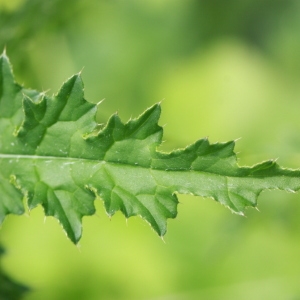 Photographie n°156271 du taxon Carduus crispus L. [1753]