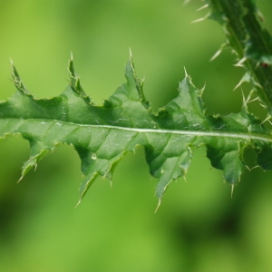 Photographie n°156272 du taxon Carduus crispus L. [1753]