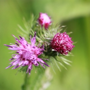 Photographie n°156277 du taxon Carduus crispus L. [1753]