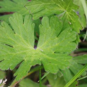 Photographie n°156320 du taxon Geranium molle L. [1753]