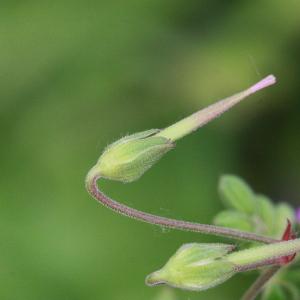 Photographie n°156323 du taxon Geranium molle L. [1753]