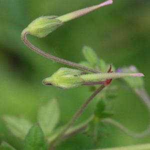 Photographie n°156324 du taxon Geranium molle L. [1753]