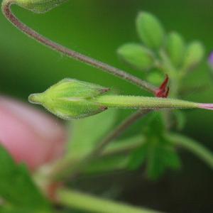 Photographie n°156326 du taxon Geranium molle L. [1753]