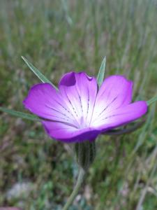 Danièle Domeyne, le 16 juin 2013 (Millau (St Martin du Larzac))