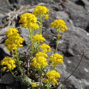  - Alyssum serpyllifolium Desf. [1799]