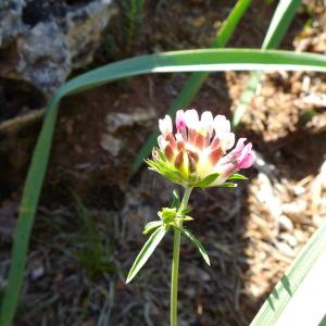 Photographie n°156353 du taxon Anthyllis vulneraria subsp. praepropera (A.Kern.) Bornm. [1925]