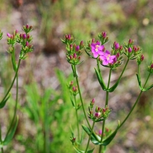 Photographie n°156404 du taxon Centaurium erythraea Rafn [1800]