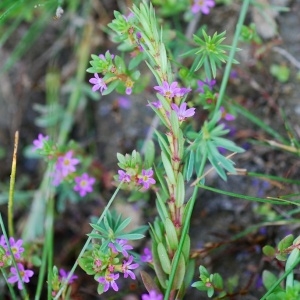 Photographie n°156413 du taxon Lythrum hyssopifolia L.