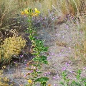 Photographie n°156414 du taxon Oenothera biennis L. [1753]